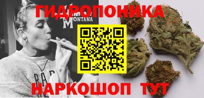 прущие грибы Шахты